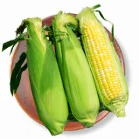 Solanaceous and Gourd Vegetables